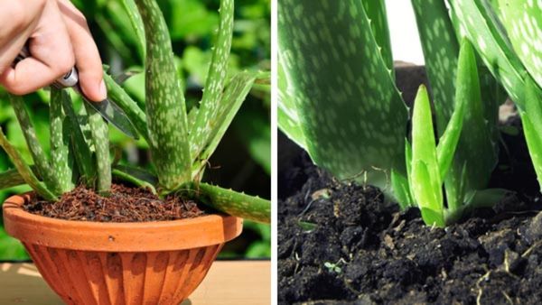 Vastu tips: కలబందను ఇంట్లో ఈ దిక్కున పెడితే సంపద వర్షం!!