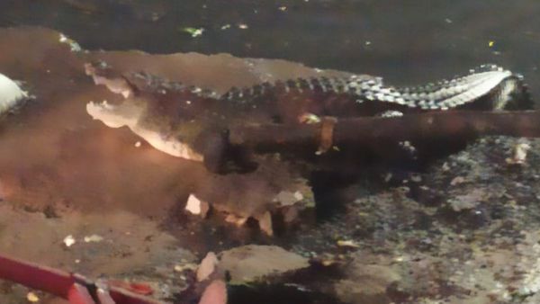 హైదరాబాద్‌ నాలాలో కొట్టుకొచ్చిన మొసలి.. భయాందోళనలు