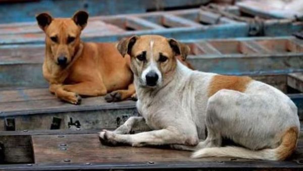 Street Dogs Attack: బాలుడిపై వీధి కుక్కల దాడులు.. ఆస్పత్రికి తరలింపు..