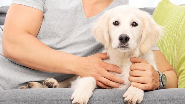 ఇంట్లో కుక్కను పెంచటం శుభం; మూడు గ్రహాల అనుగ్రహం!!