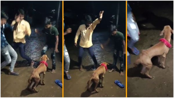 గణేశ నిమజ్జనంలో డీజే పాటలకు స్టెప్పులేసిన కుక్క.. వీడియో చూడండి!!