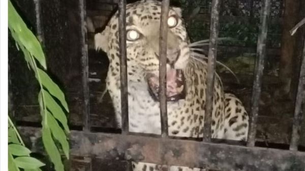 తిరుమలలో మరో చిరుతపులి చిక్కింది: రెండు నెలల్లో ఎన్నంటే?, భక్తులకు కర్రలు