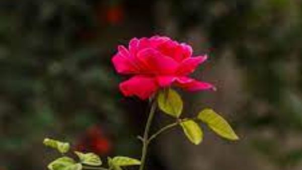  rose plants flowering tips: గులాబీలు బాగా పూలు పూయాలంటే ఇలా చెయ్యండి!! 