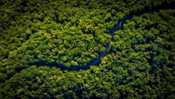 అమెజాన్ అడవుల్లో రికార్డుస్థాయి టెంపరేచర్: వందకుపైగా డాల్ఫిన్ల మృత్యువాత