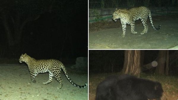 తిరుమల నడకదారిలో చిరుత, ఎలుగుబంటి: భక్తులకు అలర్ట్