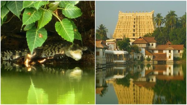 అనంత పద్మనాభ స్వామి ఆలయ కొలనులో వింత.. ప్రత్యక్షమైన కొత్త మొసలి!!