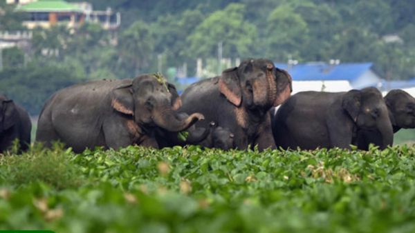 మూడు ఏనుగుల మృతికి కార‌ణ‌మ‌యిన గూడ్స్ రైలు సీజ్‌...