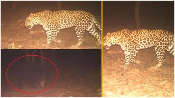 Tirumala: తిరుమల నడక మార్గంలో చిరుత పులి, ఎలుగుబంటి..