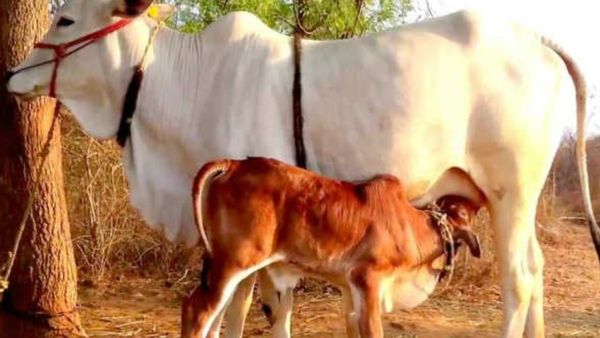 దేశంలోనే తొలిసారి సరోగసీ ప‌ద్ధ‌తిలో కోడెదూడ జననం..