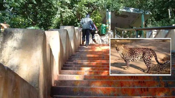 అలిపిరి మెట్ల మార్గంలో మళ్లీ చిరుత కలకలం