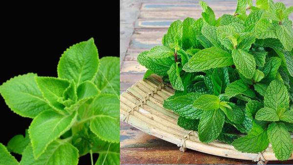 health tips: బరువు తగ్గాలంటే రోజూ ఈ 4ఆకులు తినండి.. బెస్ట్ రిజల్ట్స్.. కానీ!!