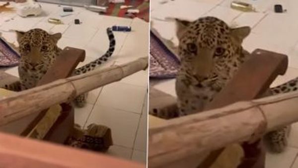 Viral Video: హోటల్ గదిలో చిరుత.. వైరల్ అయిన వీడియో..