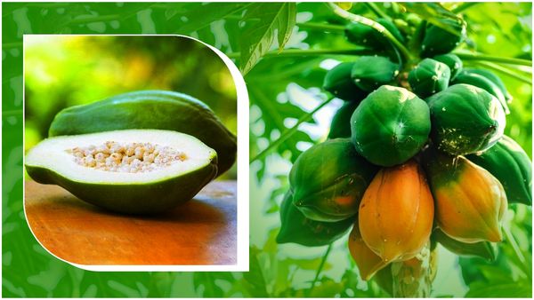 Health tips: పచ్చి బొప్పాయితో బోలెడు హెల్త్ బెనిఫిట్స్.. ఆకులు కూడా అద్భుతమే!!