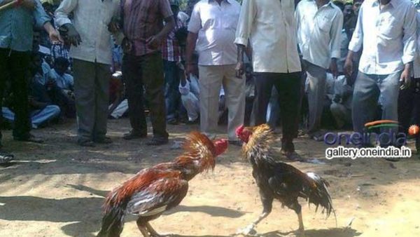 ఏపీలో సంక్రాంతి పందెం కోళ్ళ సందడి.. వందల కోట్ల రూపాయల బెట్టింగులతో హడావిడి!!