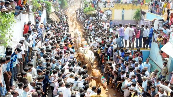 రంగంపేటలో రంజుగా జల్లికట్టు: ఇక్కడ స్పెషాలిటీ ఇదే!!