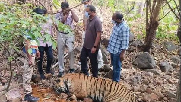 పులుల‌కు విష‌మిచ్చి చంపిన ప‌శువుల కాప‌రులు.. నిందితుల్లో ఒక‌రు మైన‌ర్‌...