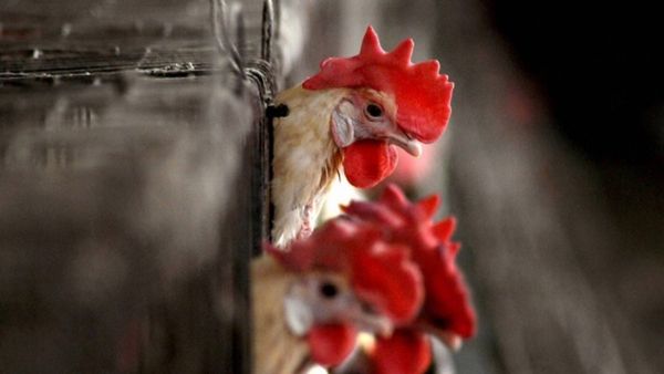 Chicken Price: కొండెక్కిన కోడి.. ఎవరెస్ట్ ఎక్కిన గుడ్డు..!