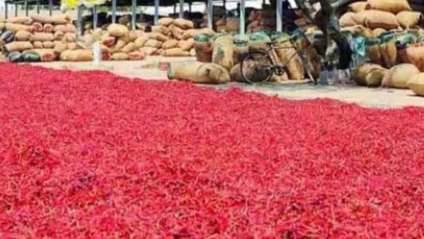 Mirchi: క్వింటా మిర్చి రూ.40 వేలు.. ఎక్కడంటే..!