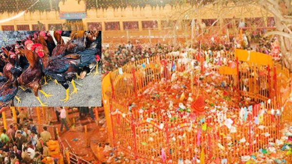 Medaram: మేడారంలో ధరల మోత.. కోడికి రూ.400, యాటకు రూ. 10 వేలు..