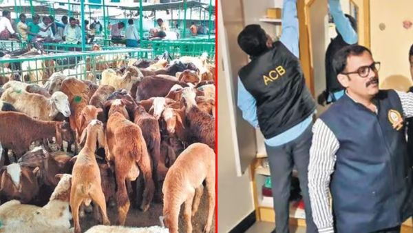 గొర్రెల పంపిణీ స్కాం: నలుగురు అధికారుల అరెస్ట్