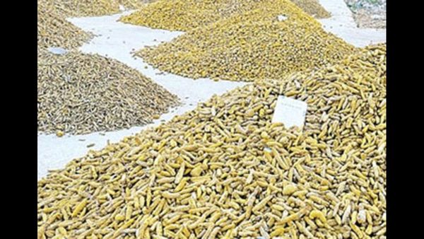 నిజామాబాద్ పసుపు పంటకు ఆల్ టైమ్ రికార్డ్ ధర: ఎన్ని వేలంటే?