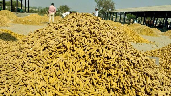 Turmeric: రికార్డు ధర పలికిన పసుపు.. క్వింటా రూ.15 వేలకు పైనే..