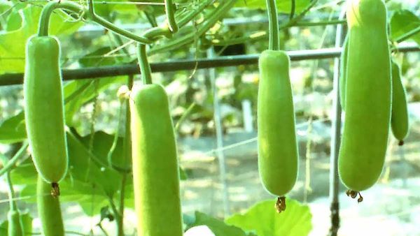 health tips: బరువు తగ్గించటంతో పాటు మన ఆరోగ్యంపై సొరకాయ మిరాకిల్స్!!