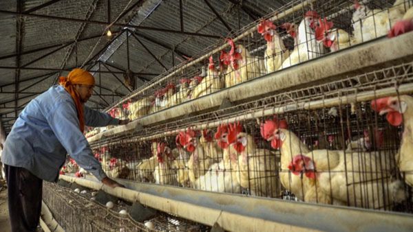 Bird Flu: డేంజర్ బెల్స్.. ఇండియా నుంచి వెళ్లిన చిన్నారికి బర్డ్ ఫ్లూ..!