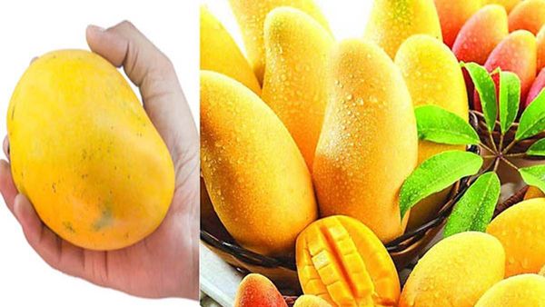 మామిడిపండు తింటుంటే ఈ విషయాలు తెలుసుకోండి