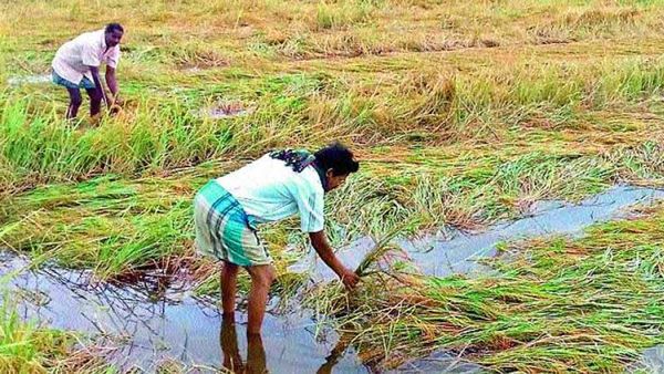 Rain: అకాల వర్షాలతో తీవ్రంగా నష్టపోయిన రైతులు..