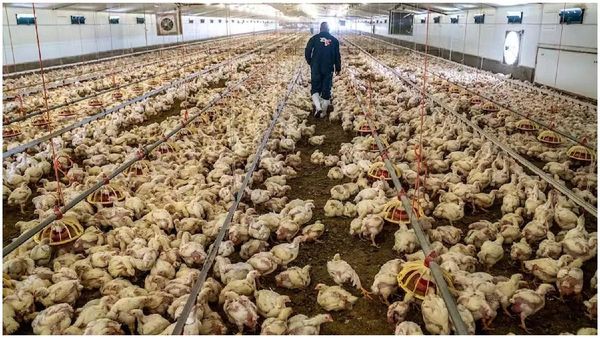 Bird Flu: ఇండియాలో రెండో బర్డ్ ప్లూ కేసు నమోదు..