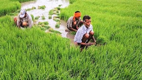రైతులకు మోడీ సర్కారు గుడ్‌న్యూస్: ఈ 14 పంటలకు మద్దతు ధర పెంపు