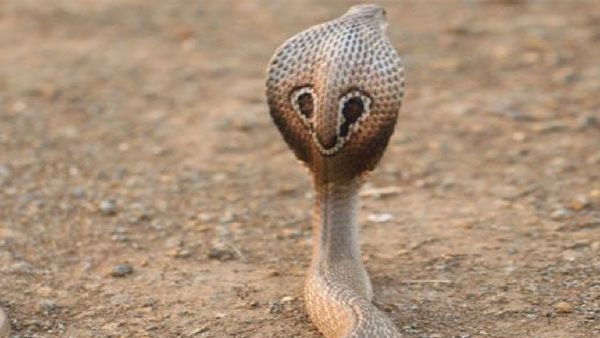 Hyderabad: హైదరాబాద్ లో పాముల కలకలం..