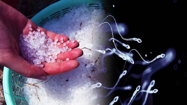 పురుషుల వీర్యకణాలను దెబ్బతీస్తున్న ప్లాస్టిక్!