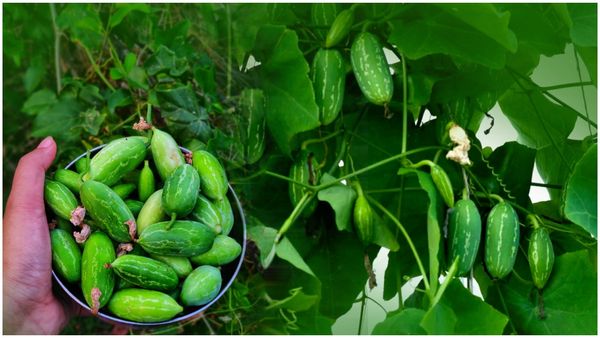 Health tips: రోగాలపై దండయాత్ర చేసి ఆరోగ్యాన్నిచ్చే దొండకాయలు