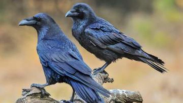 అక్కడ మగవారిని టార్గెట్ చేస్తున్న కాకులు!!