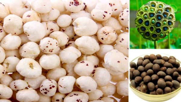 తామర గింజలు( ఫూల్ మఖానా) తింటే లాభమేంటి?   