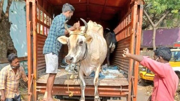 రోడ్లపై పశువులు,కుక్కలను వదిలేస్తే జరిమానా ! ఏపీ సర్కార్ వార్నింగ్..