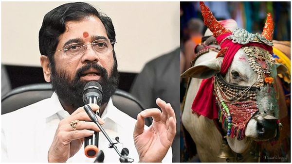 మహారాష్ట్ర మాతగా ఆవు-ఎన్నికల వేళ షిండే సర్కార్ సంచలన నిర్ణయం...!