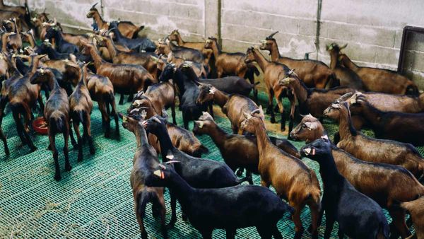 దసరా బంపర్ ఆఫర్.. 51రూపాయలు కొట్టు.. మేక పట్టు!