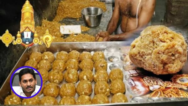 TTD: తిరుమల లడ్డూలకు జంతు కొవ్వు, నందిని నెయ్యి క్లారిటీ, జగన్ దెబ్బ 