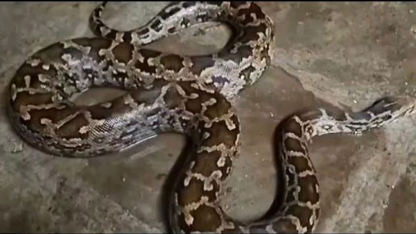 Hyderabad: హైదరాబాద్ లో కొండ చిలువ ప్రత్యక్షం.. ఎక్కడంటే..!