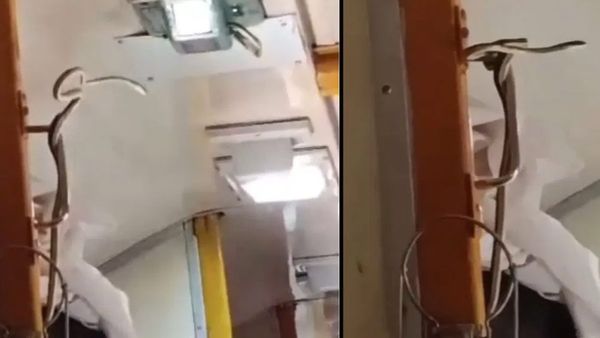 Viral Video: కదులుతున్న రైలులో పాము.. వీడియో వైరల్..