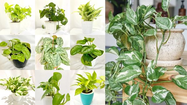 Money Plant : గృహ సౌందర్యాన్ని, అదృష్టాన్ని తెచ్చే మనీ ప్లాంట్స్ ఇవే.. ఎన్ని రకాలు ఉన్నాయో తెలుసా?