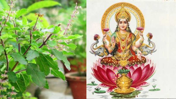 త్వరలో ప్రబోధిని ఏకాదశి.. తులసి వద్ద ఈ తప్పులు చేస్తే క్షమించనంటున్న లక్ష్మీదేవి!