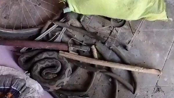 Viral Video: ఎల్లారెడ్డిపేటలో కొండ చిలువ హల్ చల్..