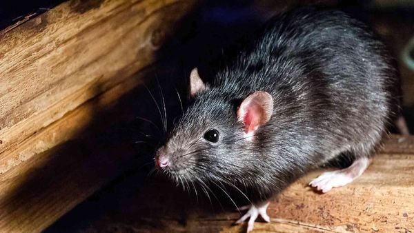 ఎలుకల బెడదను తగ్గించే మొక్కలు.. ఇవి ఇంట్లో పెంచుకుంటే?