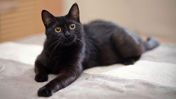 నల్ల పిల్లి ఎదురైతే అశుభమా? నిజమెంత?