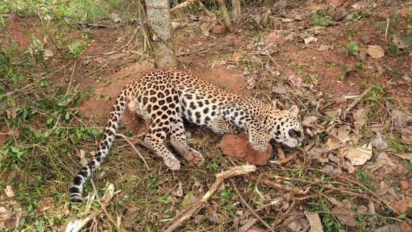 పందికోసం ఉచ్చు పెడితే చిరుత పులి పడింది-ఉలిక్కిపడ్డ గన్నవరం..!