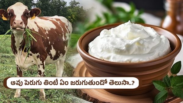 ఆవు పెరుగు తింటున్నారా..?